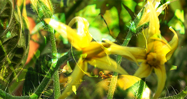 fleur-de-tomate-surimp-600x320